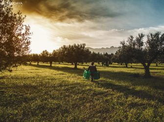 Olives trees