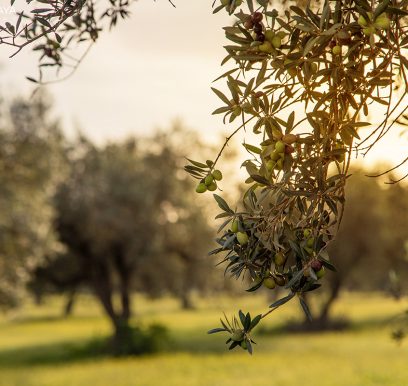 Olives190