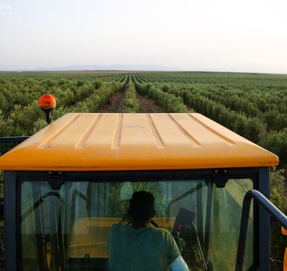 Olives202