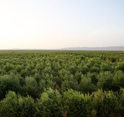 Olives203