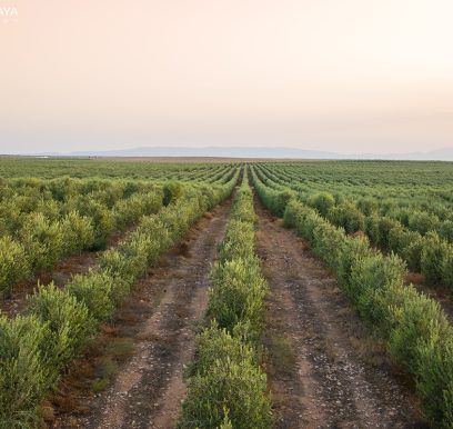 Olives204
