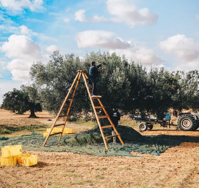 Olives209