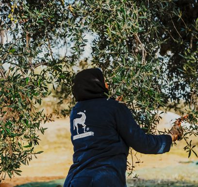 Olives210