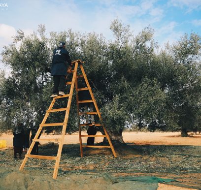 Olives213