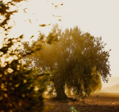 houcem-boudaya-photography-product-olive-oil-AGRISUD10