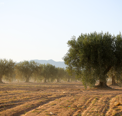 houcem-boudaya-photography-product-olive-oil-AGRISUD11