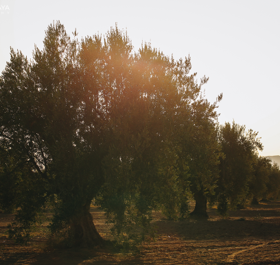 houcem-boudaya-photography-product-olive-oil-AGRISUD12