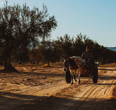 houcem-boudaya-photography-product-olive-oil-AGRISUD13