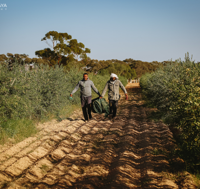 houcem-boudaya-photography-product-olive-oil-AGRISUD15