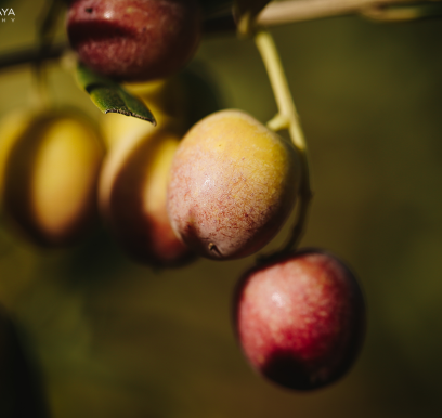 houcem-boudaya-photography-product-olive-oil-AGRISUD18