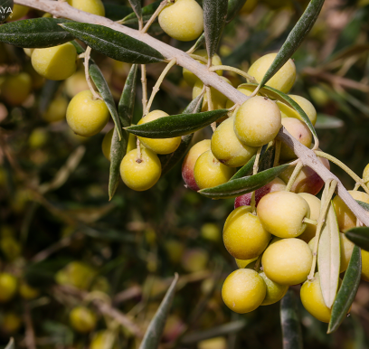 houcem-boudaya-photography-product-olive-oil-AGRISUD26