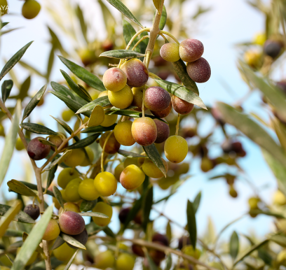 houcem-boudaya-photography-product-olive-oil-AGRISUD27