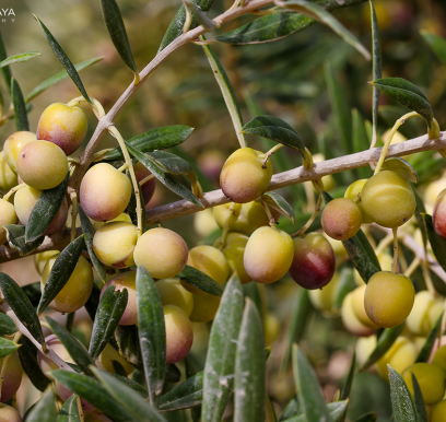 houcem-boudaya-photography-product-olive-oil-AGRISUD28