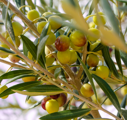 houcem-boudaya-photography-product-olive-oil-AGRISUD29