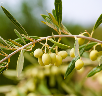 houcem-boudaya-photography-product-olive-oil-AGRISUD30