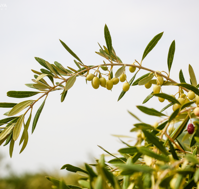 houcem-boudaya-photography-product-olive-oil-AGRISUD31