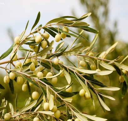 houcem-boudaya-photography-product-olive-oil-AGRISUD32