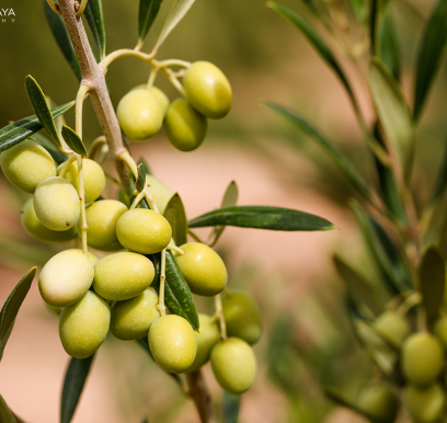 houcem-boudaya-photography-product-olive-oil-AGRISUD33