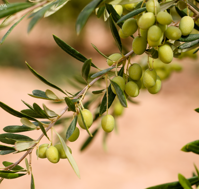 houcem-boudaya-photography-product-olive-oil-AGRISUD34