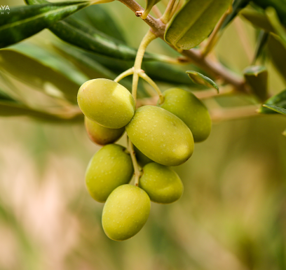 houcem-boudaya-photography-product-olive-oil-AGRISUD35
