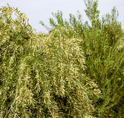 houcem-boudaya-photography-product-olive-oil-AGRISUD36