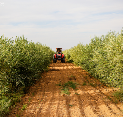 houcem-boudaya-photography-product-olive-oil-AGRISUD39