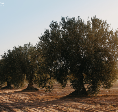 houcem-boudaya-photography-product-olive-oil-AGRISUD6