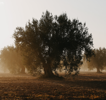 houcem-boudaya-photography-product-olive-oil-AGRISUD9