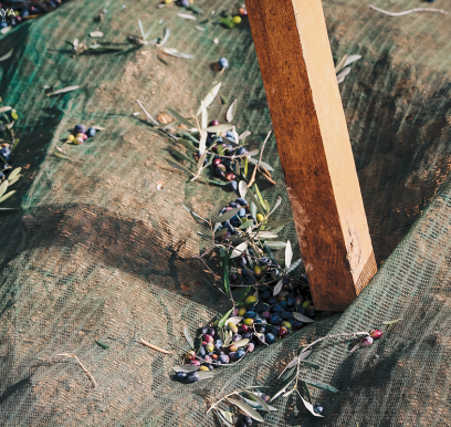 houcem-boudaya-photography-product-olive-oil-CHO-29