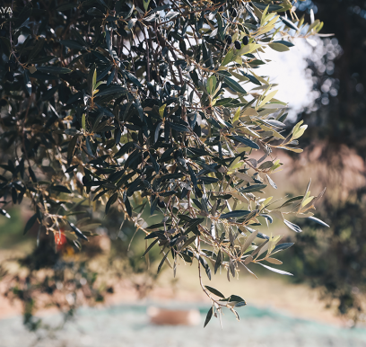 houcem-boudaya-photography-product-olive-oil-CHO-32