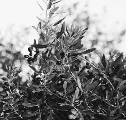 houcem-boudaya-photography-product-olive-oil-CHO-33