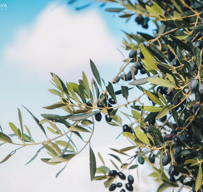 houcem-boudaya-photography-product-olive-oil-CHO-35