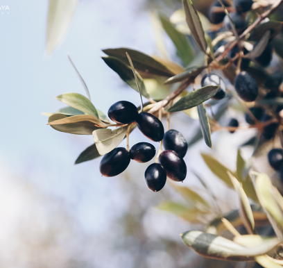 houcem-boudaya-photography-product-olive-oil-CHO-36